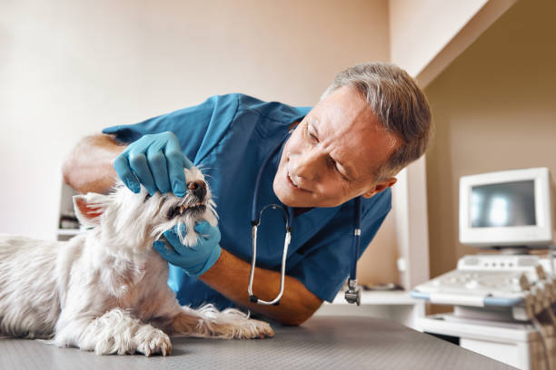 Best Root Canal Emergency Dentist  in Berea, KY